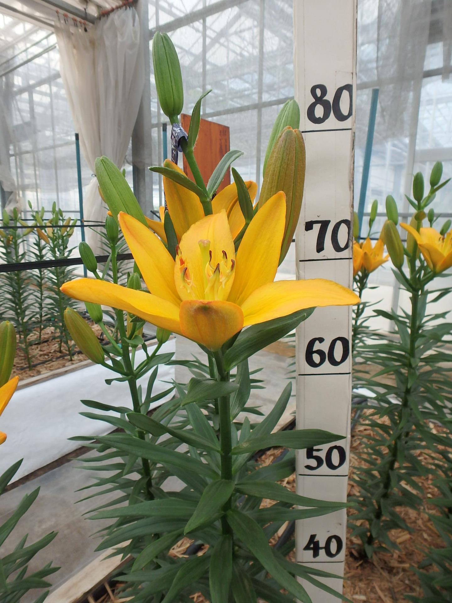ゴールドツイン(花粉無し)